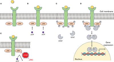Perspectives of <mark class="highlighted">JAK Inhibitors</mark> for Large Vessel Vasculitis